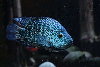 Close-up of fish swimming in aquarium