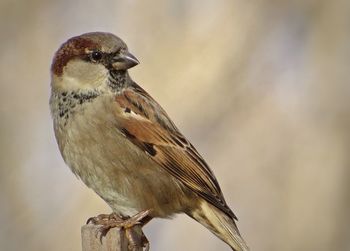 Close-up of bird perching on white background