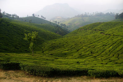 Scenic view of agricultural field against mountains