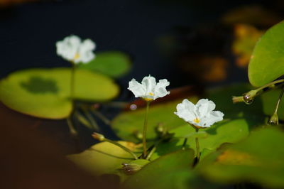 Close-up of white flowers blooming outdoors