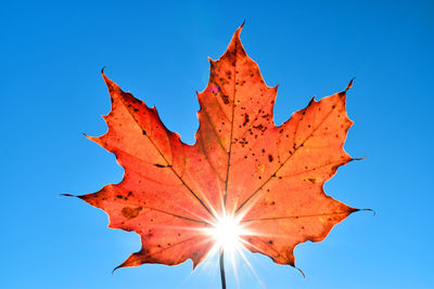 Low angle view of maple leaf against clear blue sky