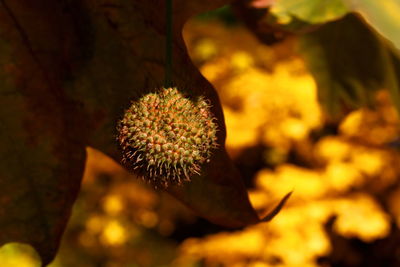 Close-up of blue flower