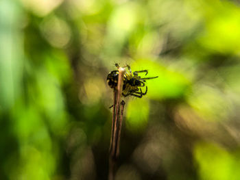 Close-up of insect on plant