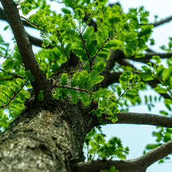 Low angle view of tree against sky