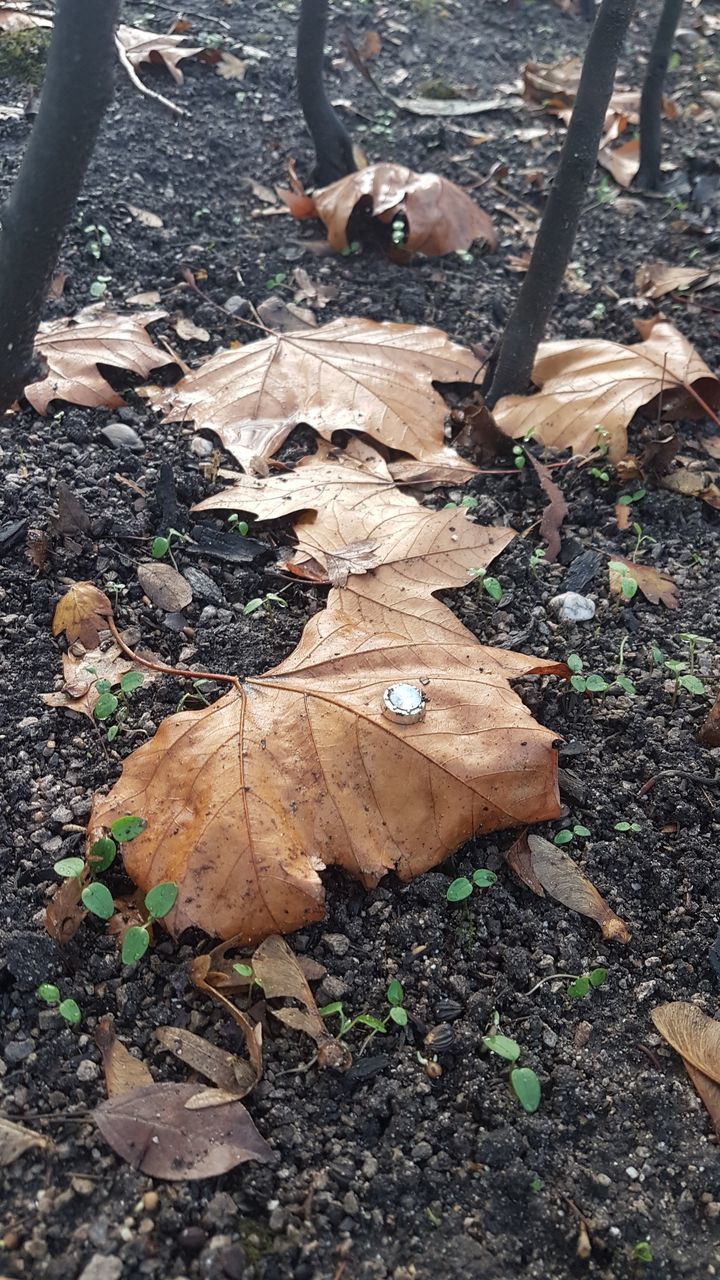 HIGH ANGLE VIEW OF MAPLE LEAF ON STREET