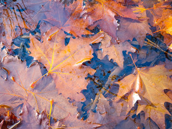 Leaves of plane tree floating on a pond