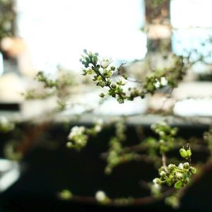 Close-up of white flowers on branch