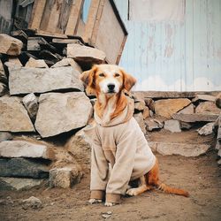 Portrait of dog sitting outdoors