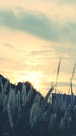 Scenic view of field against sky at sunset