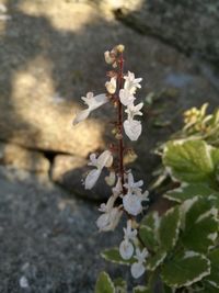 Close-up of flowers on plant