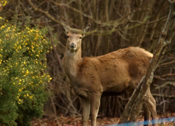 Sheep standing in forest