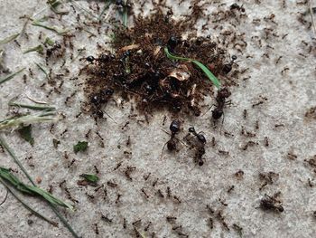 High angle view of plants