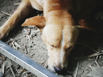 High angle view of dog sleeping on metal