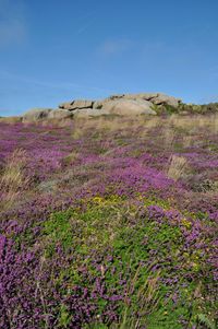 Scenic view of flowering plants on field against sky