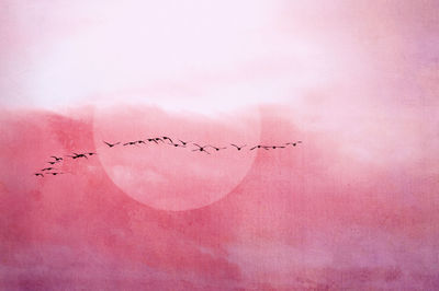 Flock of birds flying over heart shape