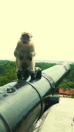 Close-up of dog against clear sky