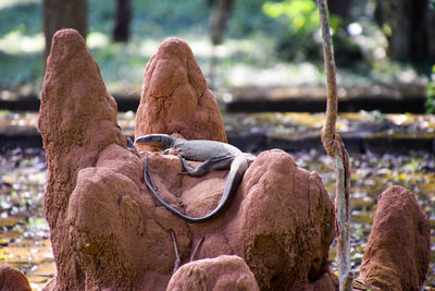 Close-up of lizard