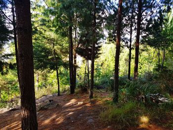 Pine trees in forest