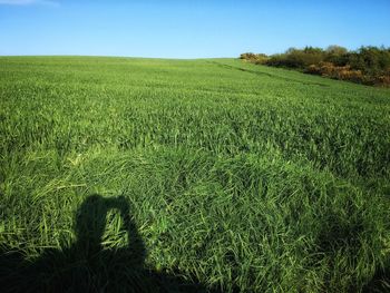 Scenic view of grassy field