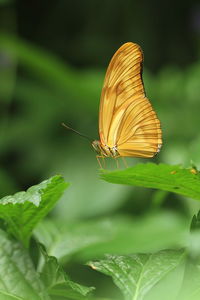 Butterfly perching on the leaf