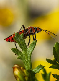 Close-up of insect on leaf