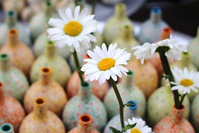 Close-up of white flowering plants