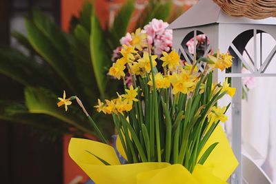 Close-up of yellow flowers