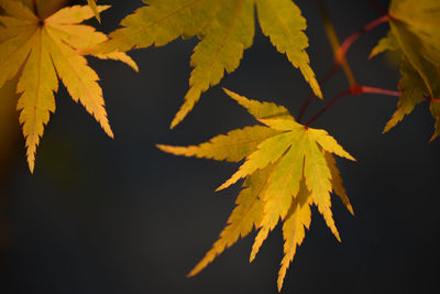 Close-up of maple leaves