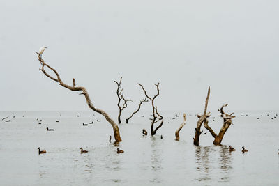 Bare tree by lake against sky