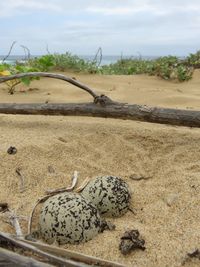 Surface level of shells on sand