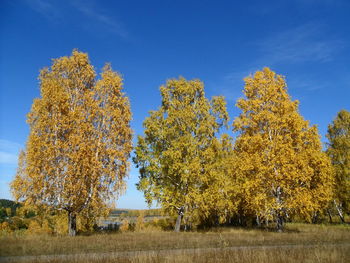 Low angle view of trees against sky during autumn