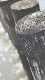 Close-up of wooden post in forest