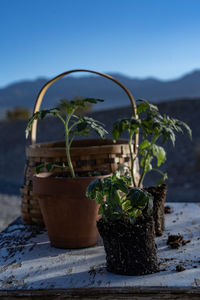 Table top view of gardening or potting bench with young tomato plants, clay pot, garden basket