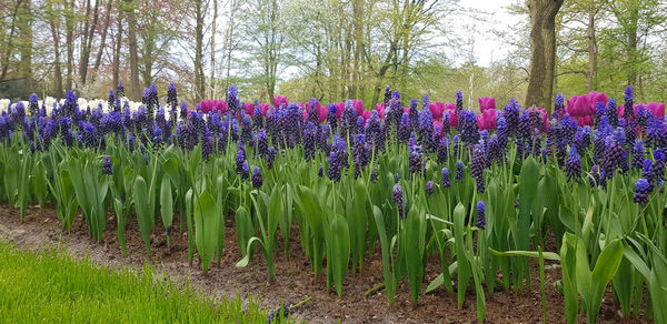 Purple flowering plants on field