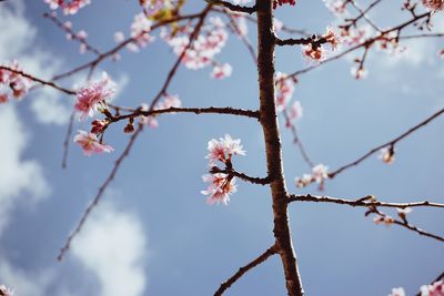 Low angle view of cherry blossoms against sky