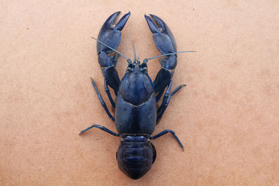 Directly above view of black lobster on brown table