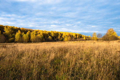 Scenic view of trees on field against sky