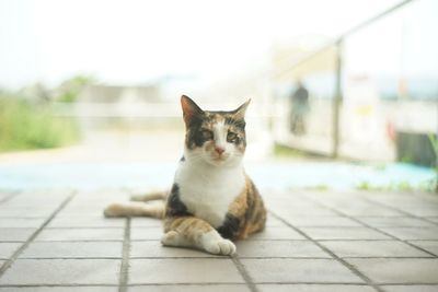 pet