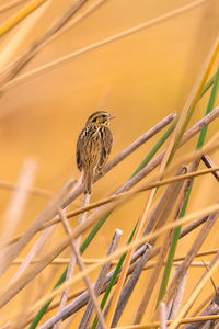 Close up of a savannah sparrow on tules.