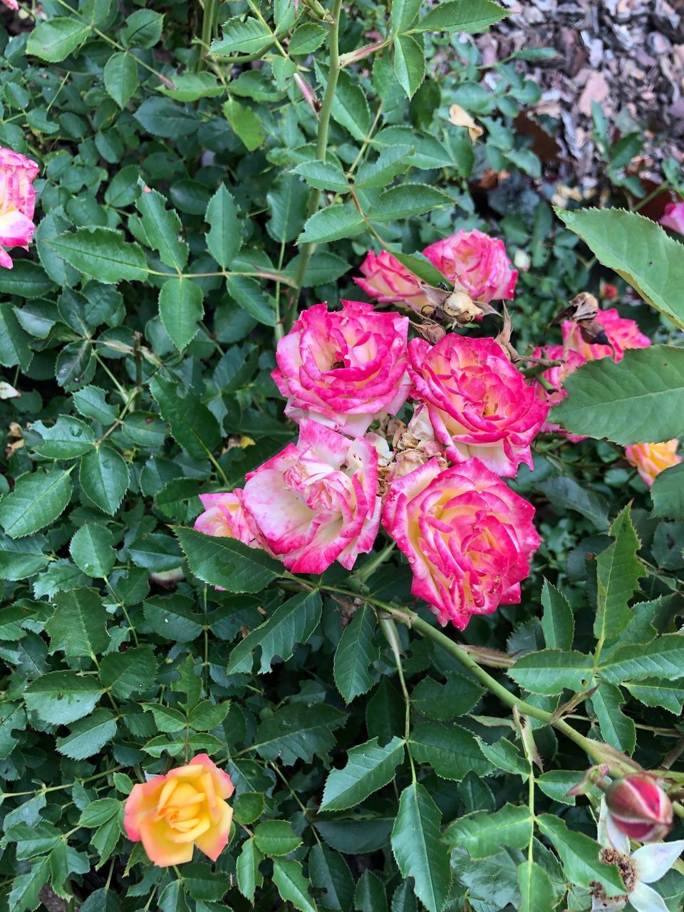 CLOSE-UP OF PINK ROSE AND PLANTS