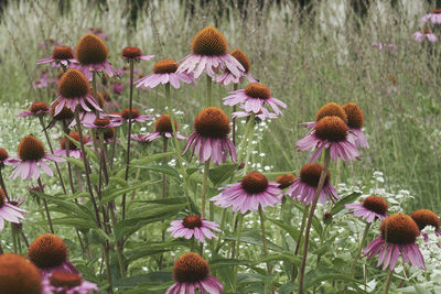 Close-up of purple coneflowers