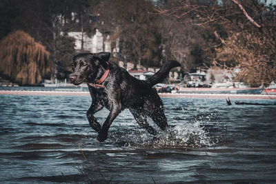 Jumping dog