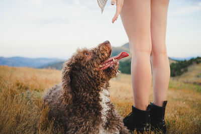 Cropped unrecognizable female owner walking with obedient labradoodle dog in mountains