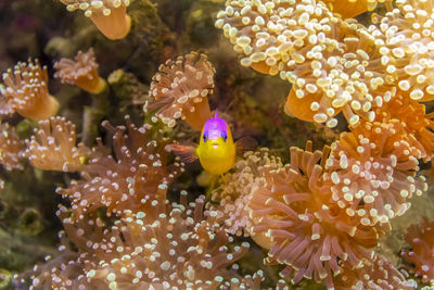 Fish swimming in sea