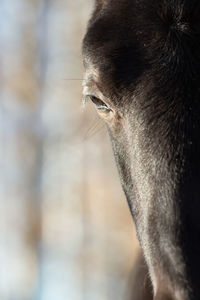 Close-up of monkey