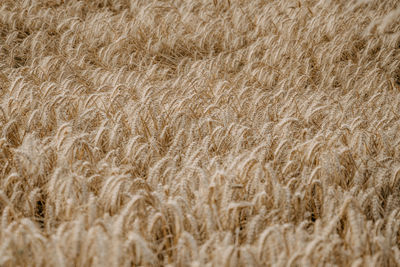 Full frame shot of wheat field