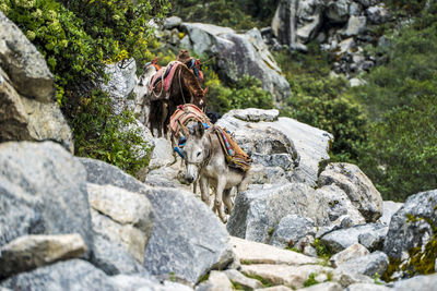 Dog on rock against stone wall