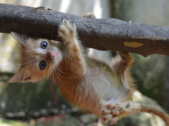 Close-up portrait of kitten hanging on tree