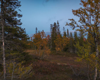 Trees in forest against sky during autumn