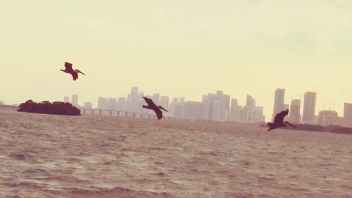 Birds flying over city against sky